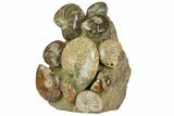 Tall, Composite Ammonite Fossil Display - Madagascar #175805-2